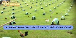 Cách làm trang trại nuôi gà đá - Kỹ thuật chăm sóc gà